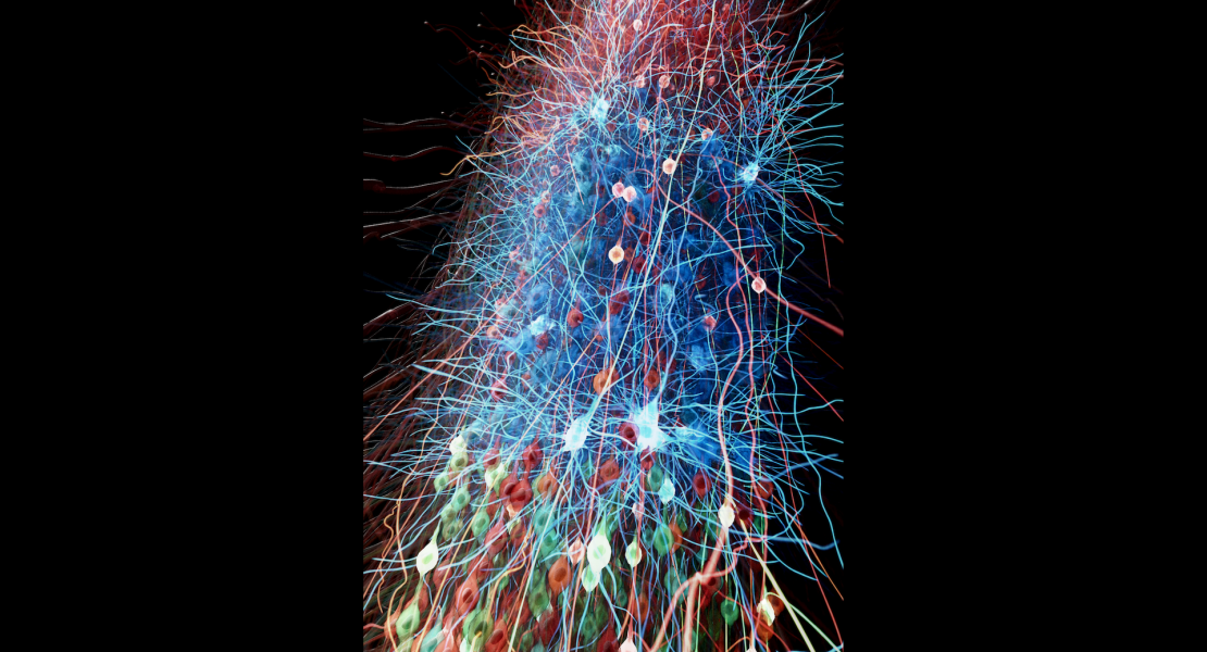 Cortical model